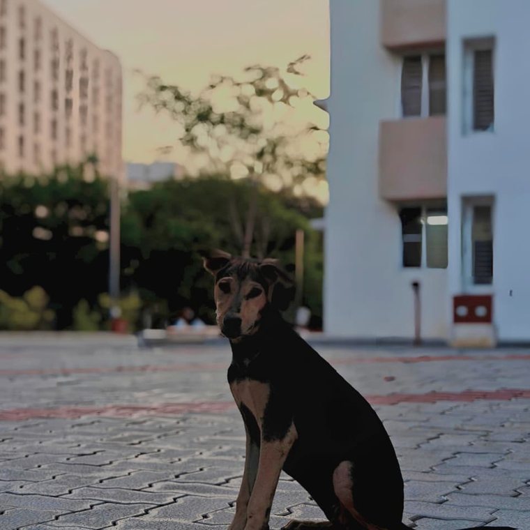 Street dog at dusk