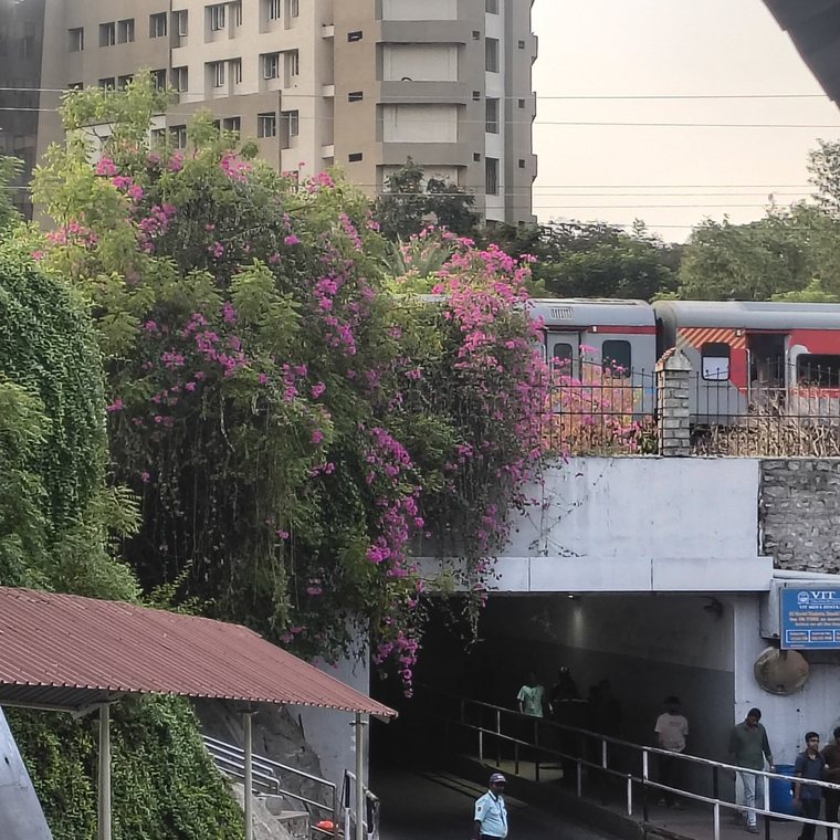 A train passing the bougainvillea