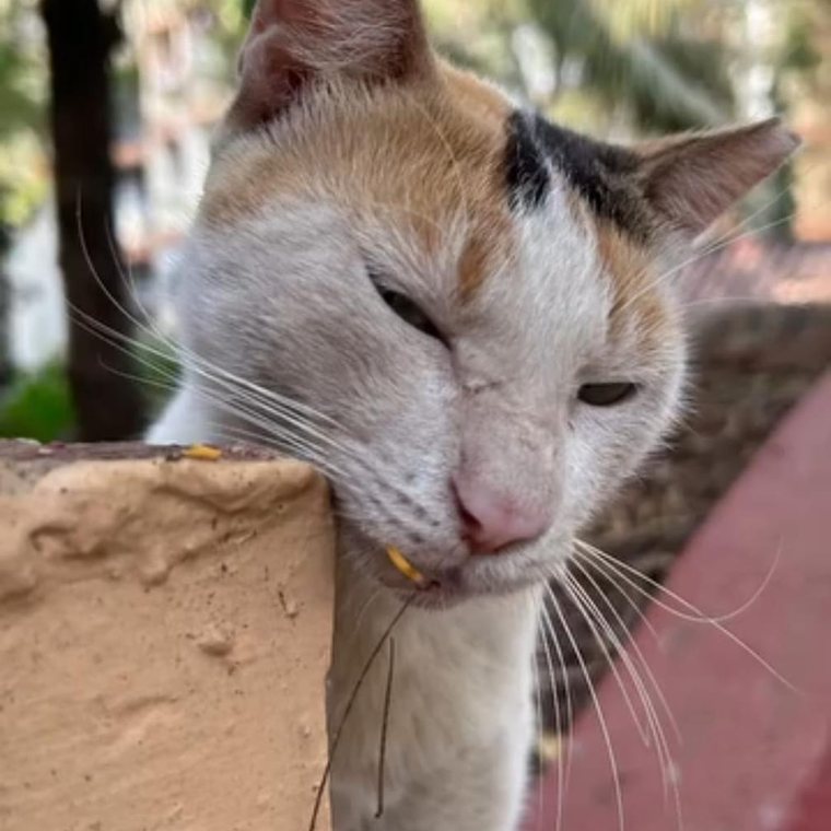 A watchful stray
