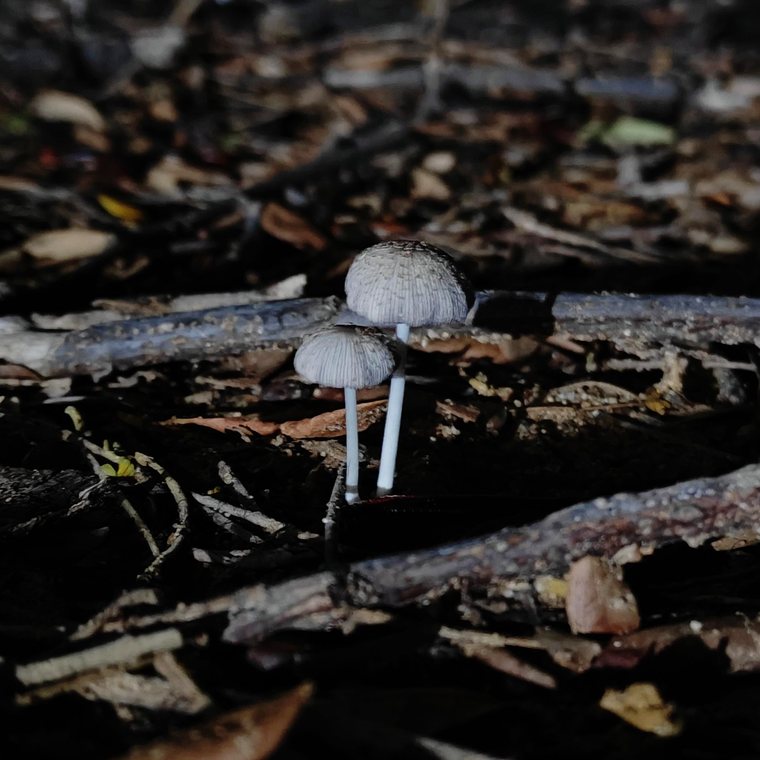 Wild mushrooms after the rain