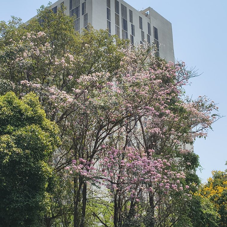 Trumpet tree in bloom
