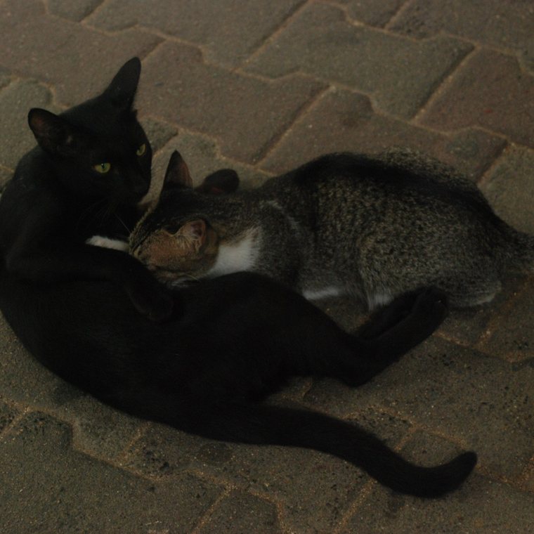 Truce