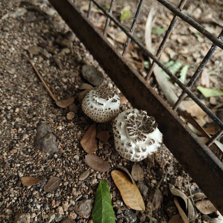 Mushrooms by the fence