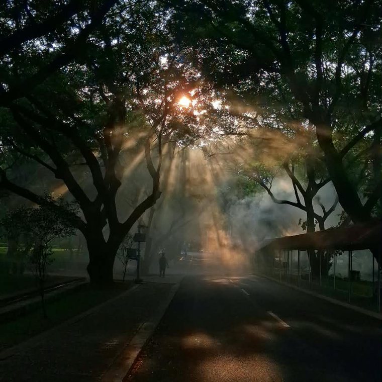 God-rays through the morning canopy